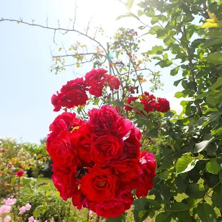 Kassiani-sofia * 고우비아